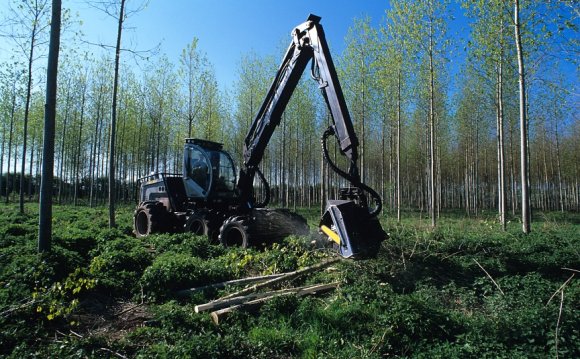 Poplar Tree Planting - Grants