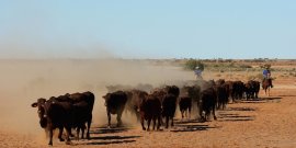 Cattle are moved over the Outback throughout the Great Australian Cattle Drive. Photo / Getty photos