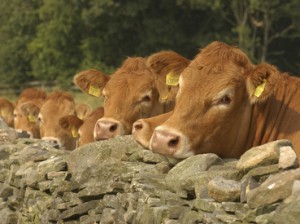 cattle at a farm wall surface