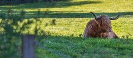 Pitcairlie Apartments - Highland Cow