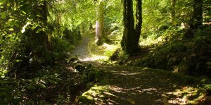 simply take a stroll through the Lochalsh woodland walk