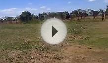 1 Acre PLot of Land for SAle in Narok in Lerai suitable