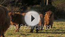 For Sale: Scottish Highland Cattle
