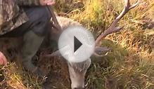 Red Deer Hunting at Inversanda Estate in Scotland